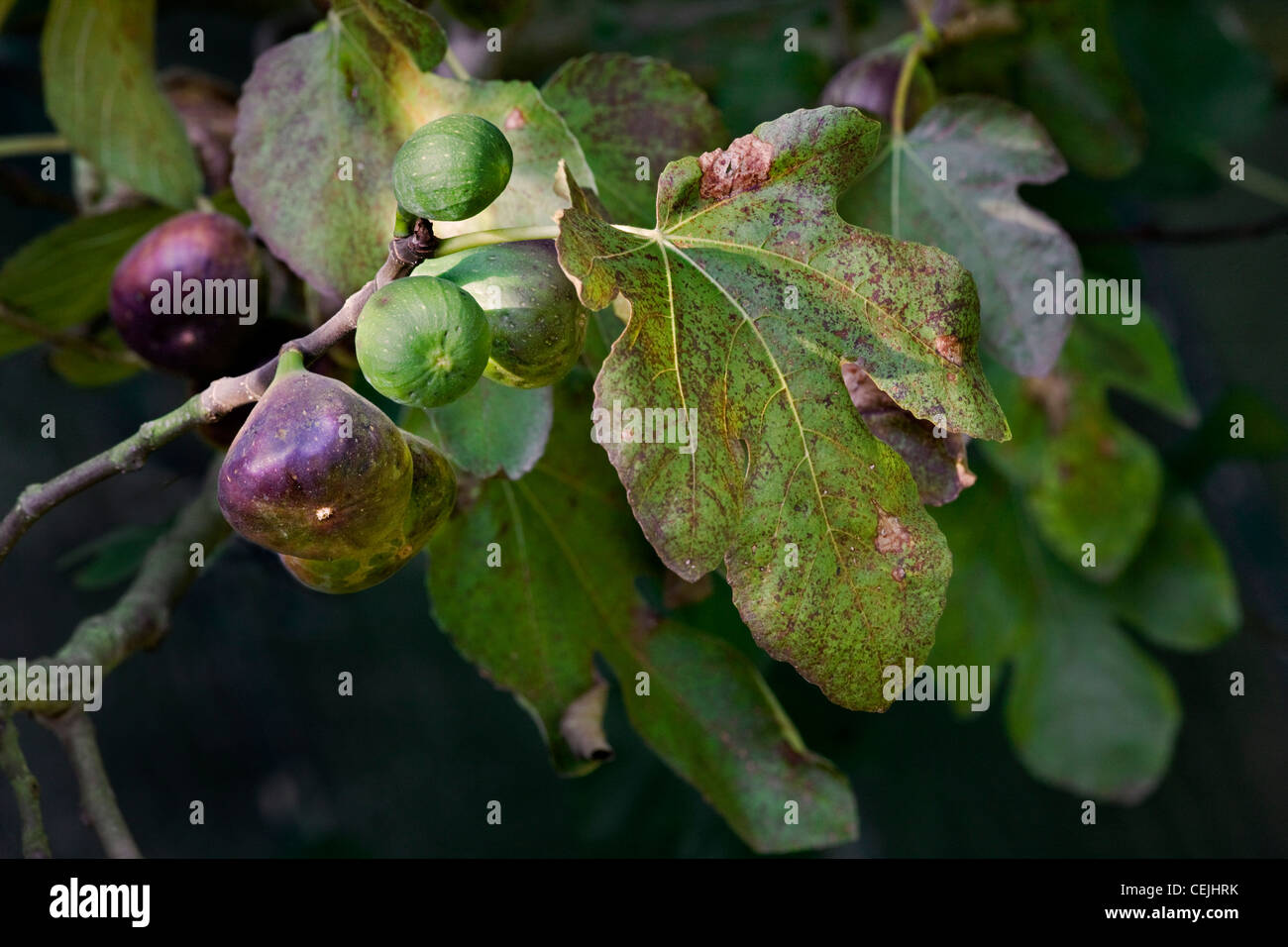 La succursale con figure di comune fig tree (Ficus carica), Europa Foto Stock