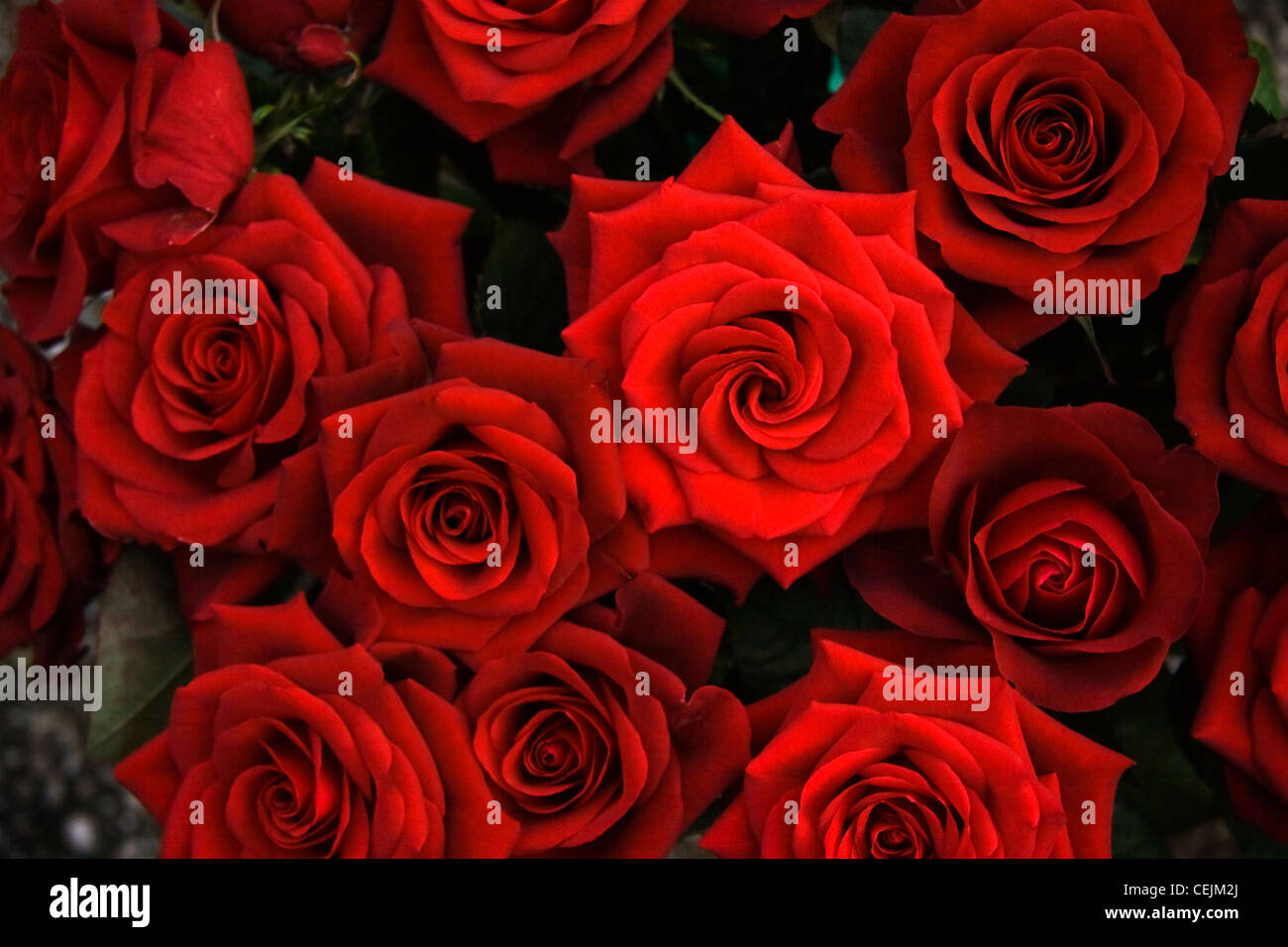 Rose rosso scuro immagini e fotografie stock ad alta risoluzione - Alamy