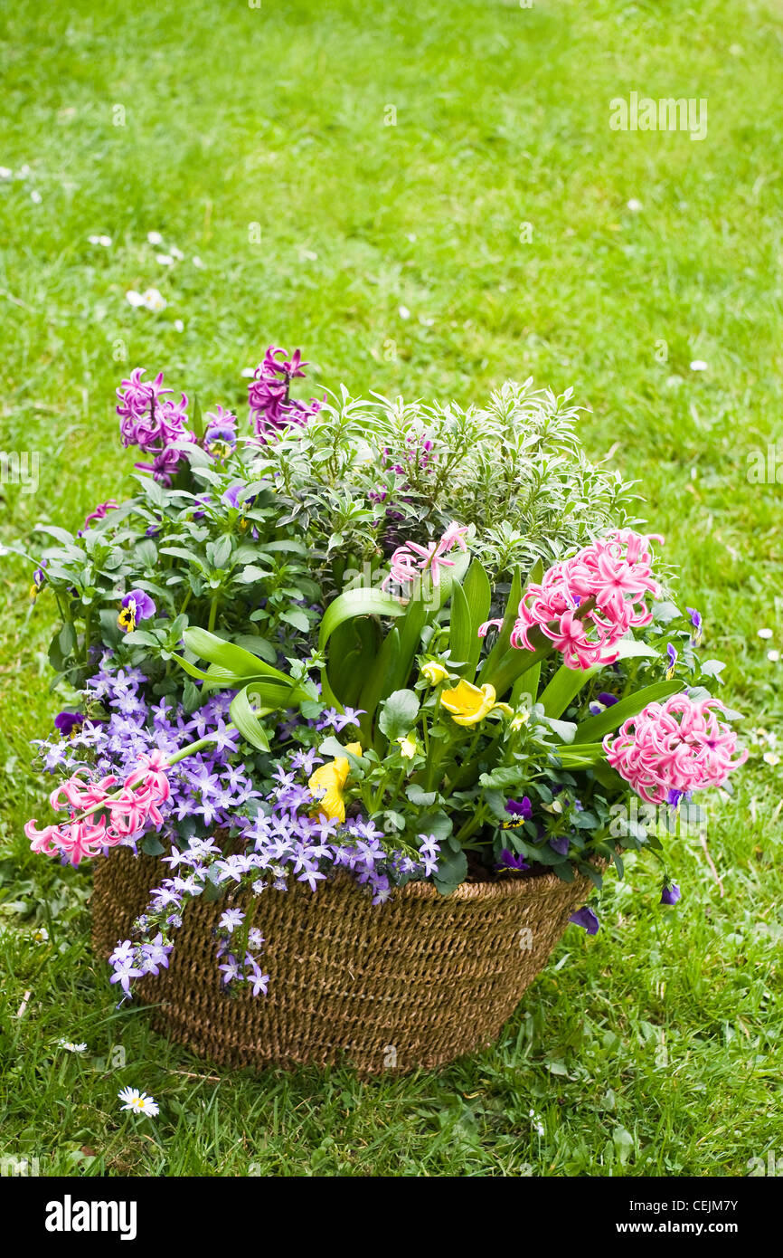 Cestino con fiori di primavera nel giardino in aprile Foto stock - Alamy