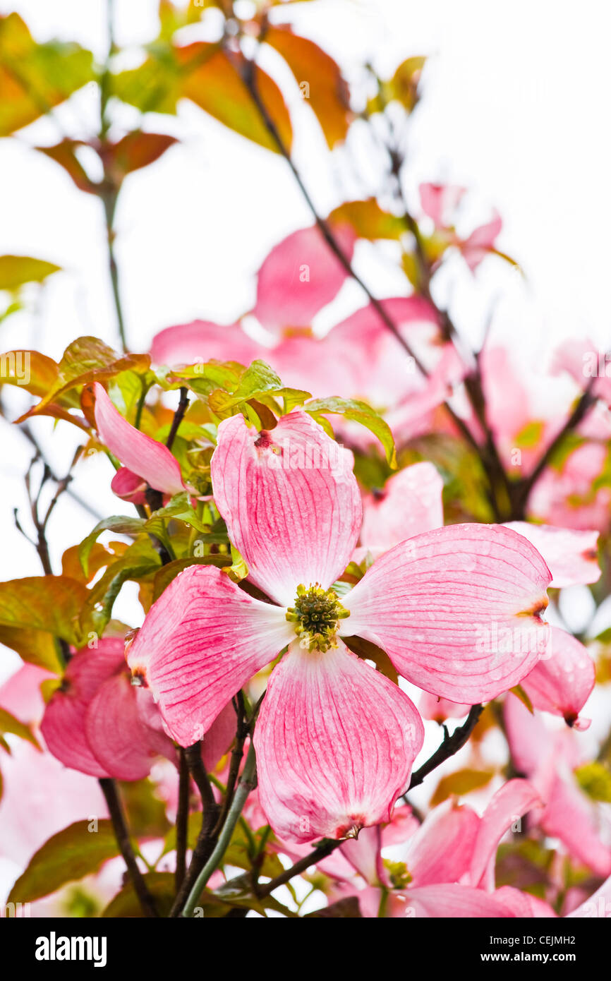 Fioritura rosa giapponese o sanguinello Cornus kousa in primavera - immagine verticale Foto Stock