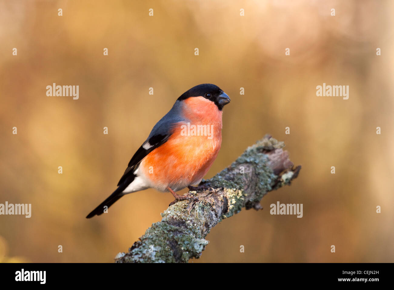 Bullfinch maschio sul ramo, England, Regno Unito Foto Stock