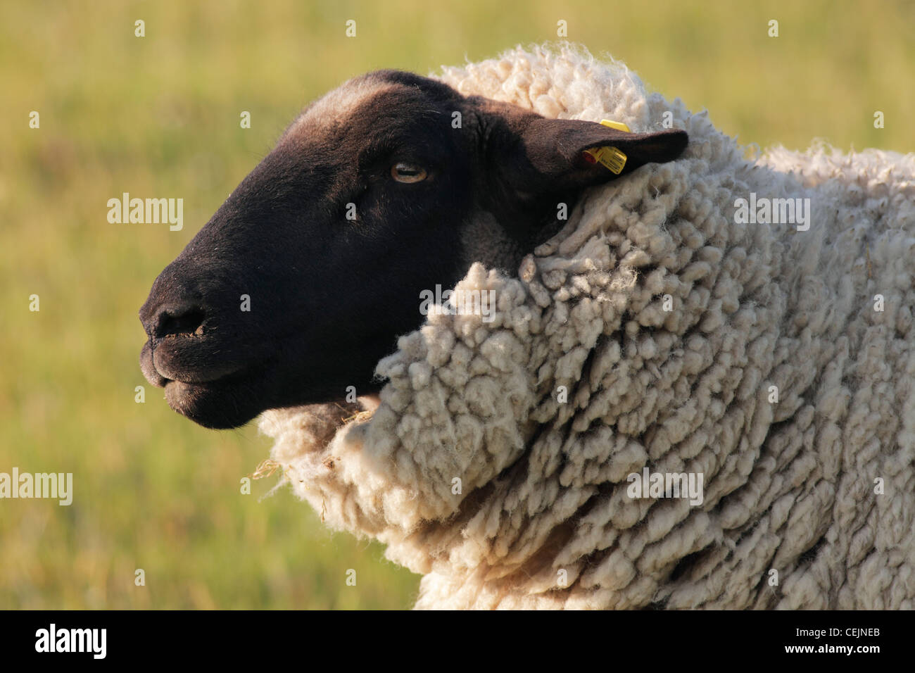 Ritratto delle pecore Foto Stock