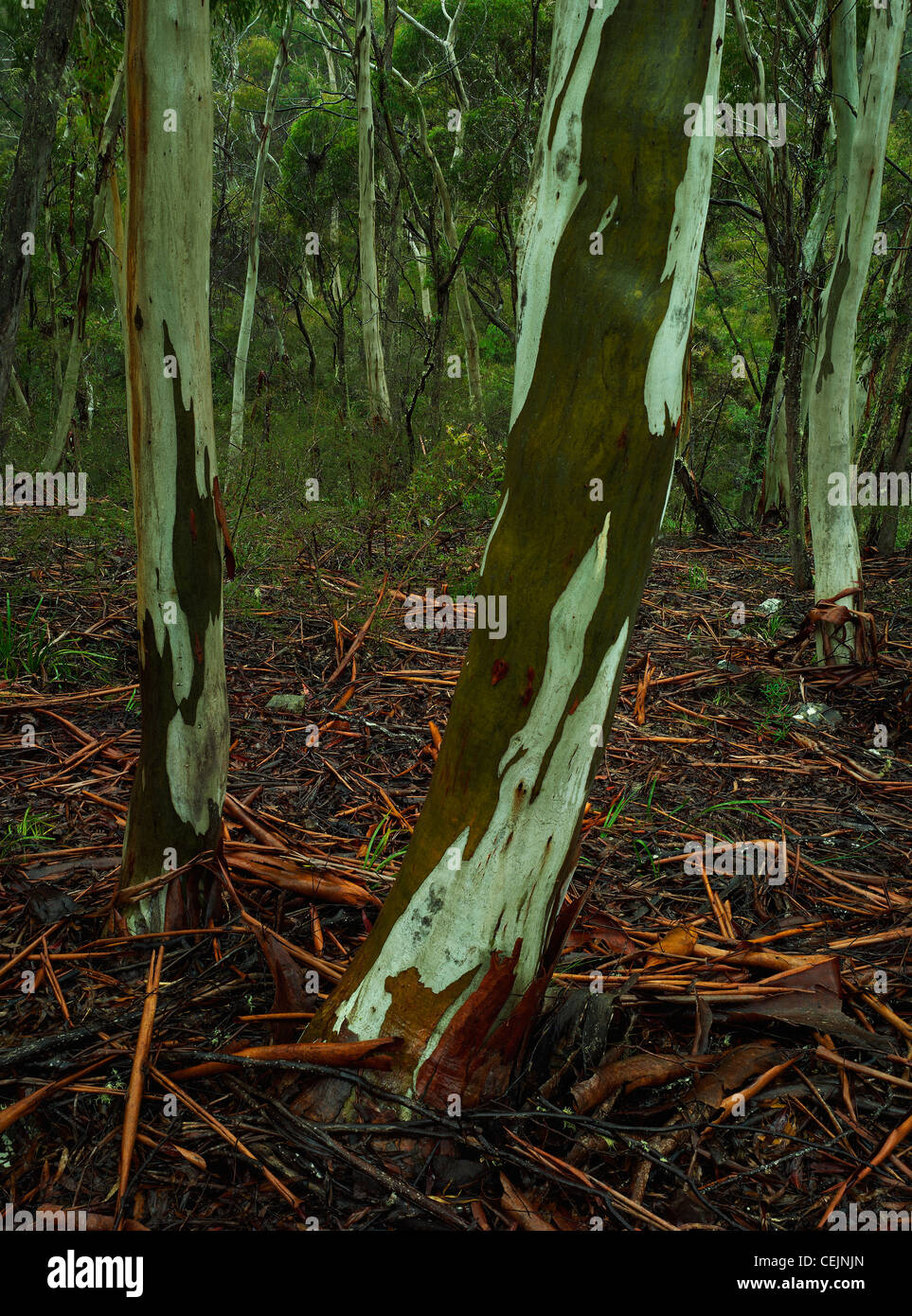 Giovani gomme blu, Eucalyptus saligna, Morton National Park NSW Australia Foto Stock