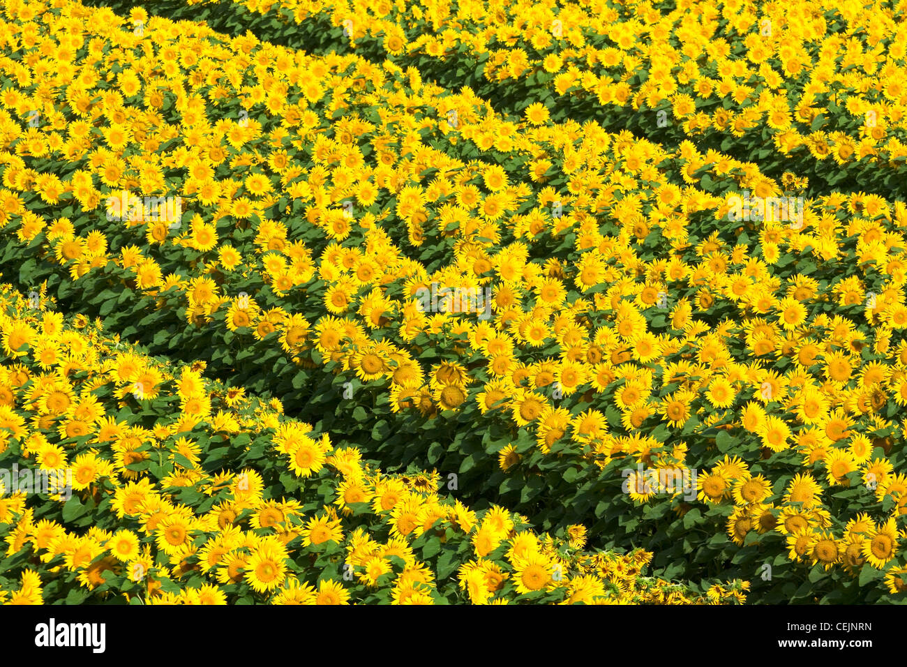 Agricoltura - Righe di fioritura femminile piante di girasole coltivato per la produzione di sementi / Woodland, Yolo County, California, Stati Uniti d'America. Foto Stock