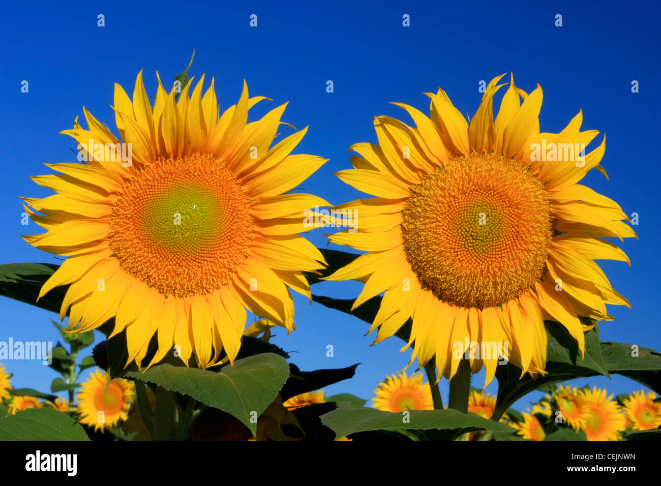 Agricoltura - Femmina blooming girasoli essendo coltivate per la produzione di sementi / vicino bosco, Yolo County, California, Stati Uniti d'America. Foto Stock