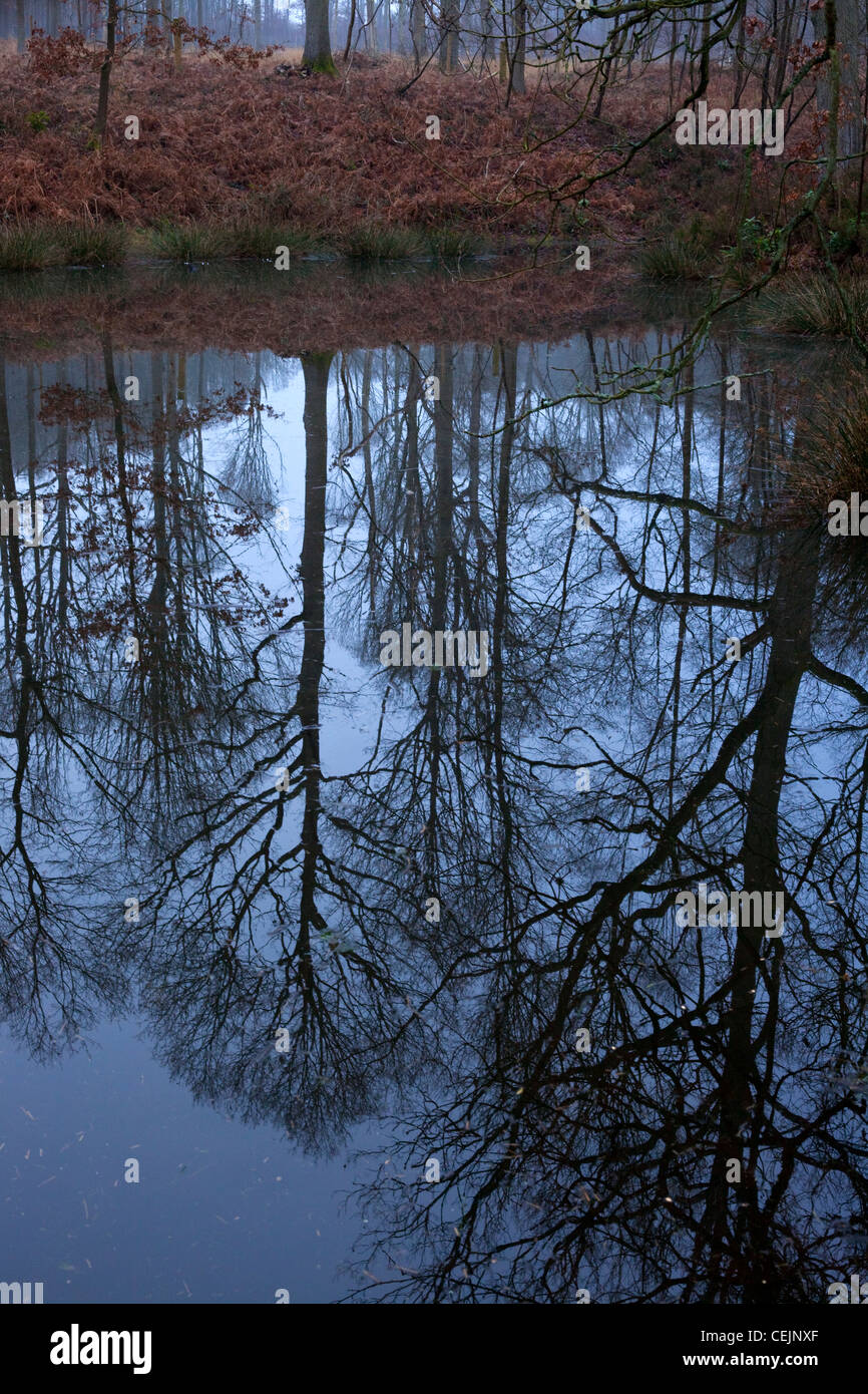 Piscina di bosco riflessione, Wyre Forest, Worcestershire, England, Regno Unito Foto Stock