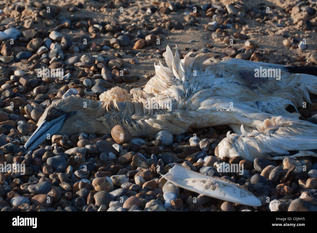 Un morto gannett Morus bassanus su una spiaggia sassosa in Suffolk, Inghilterra Foto Stock