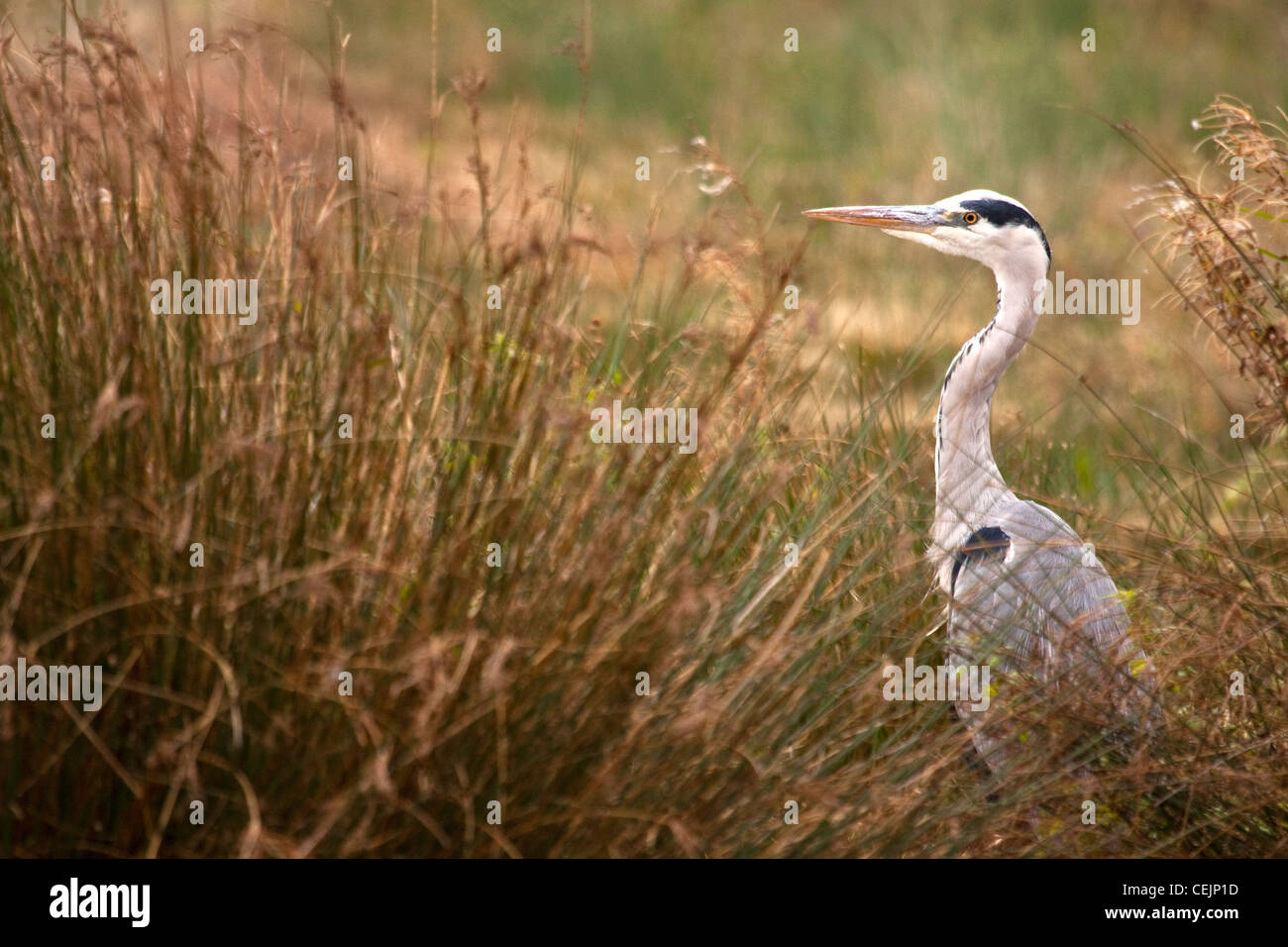 Airone cinerino (Ardea cinerea) nel letto di reed, England, Regno Unito Foto Stock