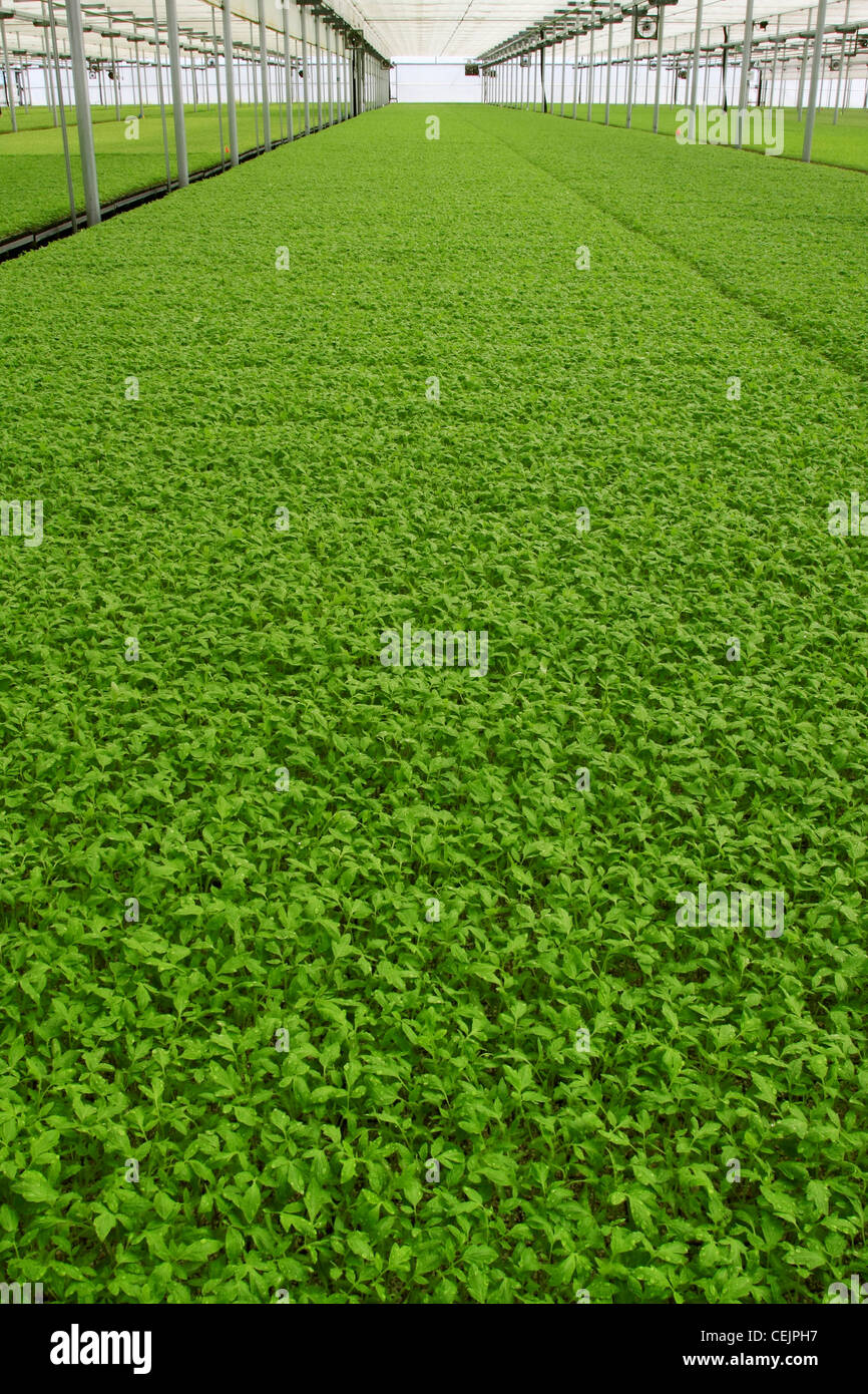 Elaborazione di piantine di pomodoro essendo propagato in una serra, per essere trasportati al campo dove saranno trapiantati. Foto Stock