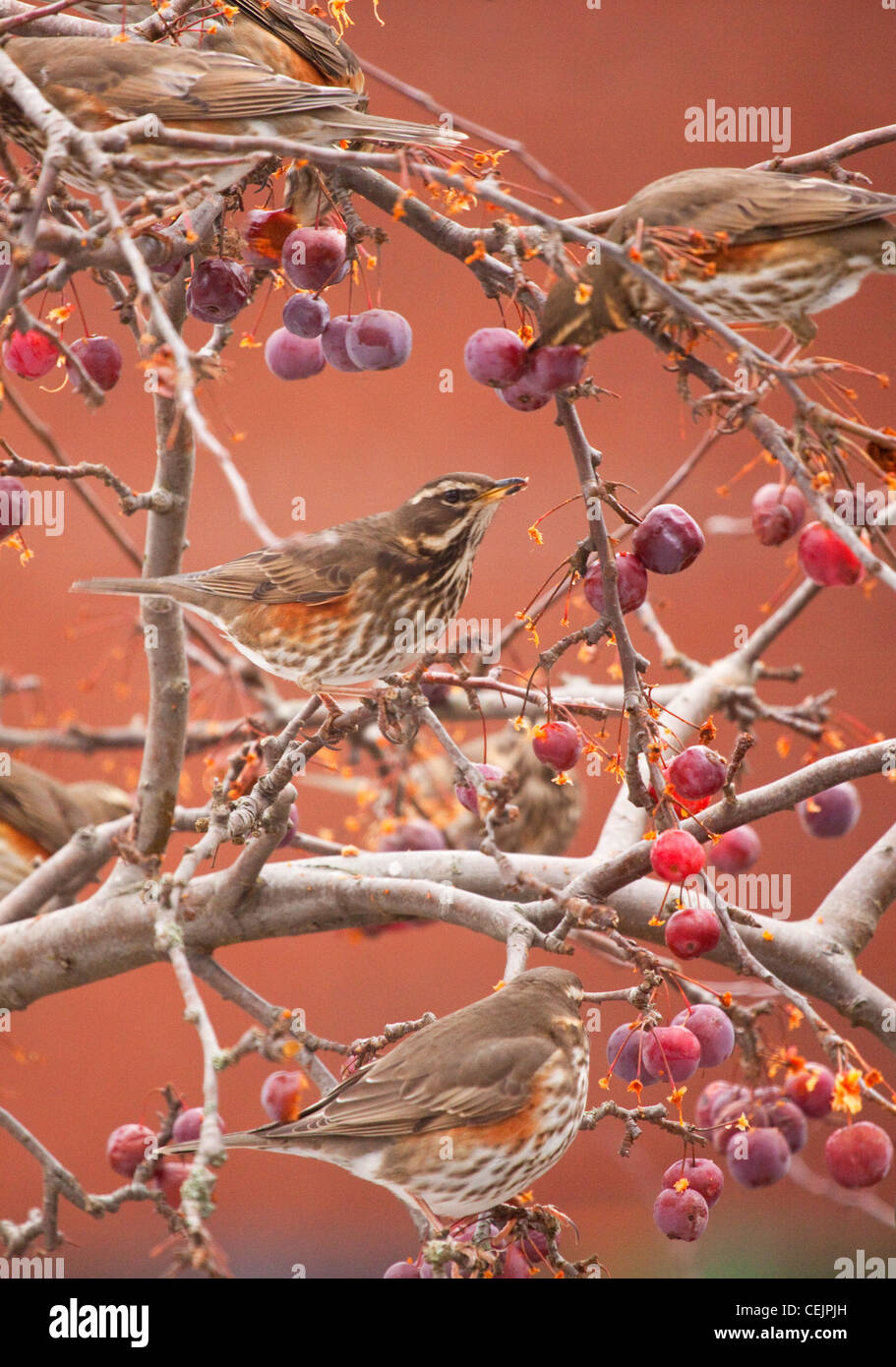 Redwings in crab apple tree, England, Regno Unito Foto Stock