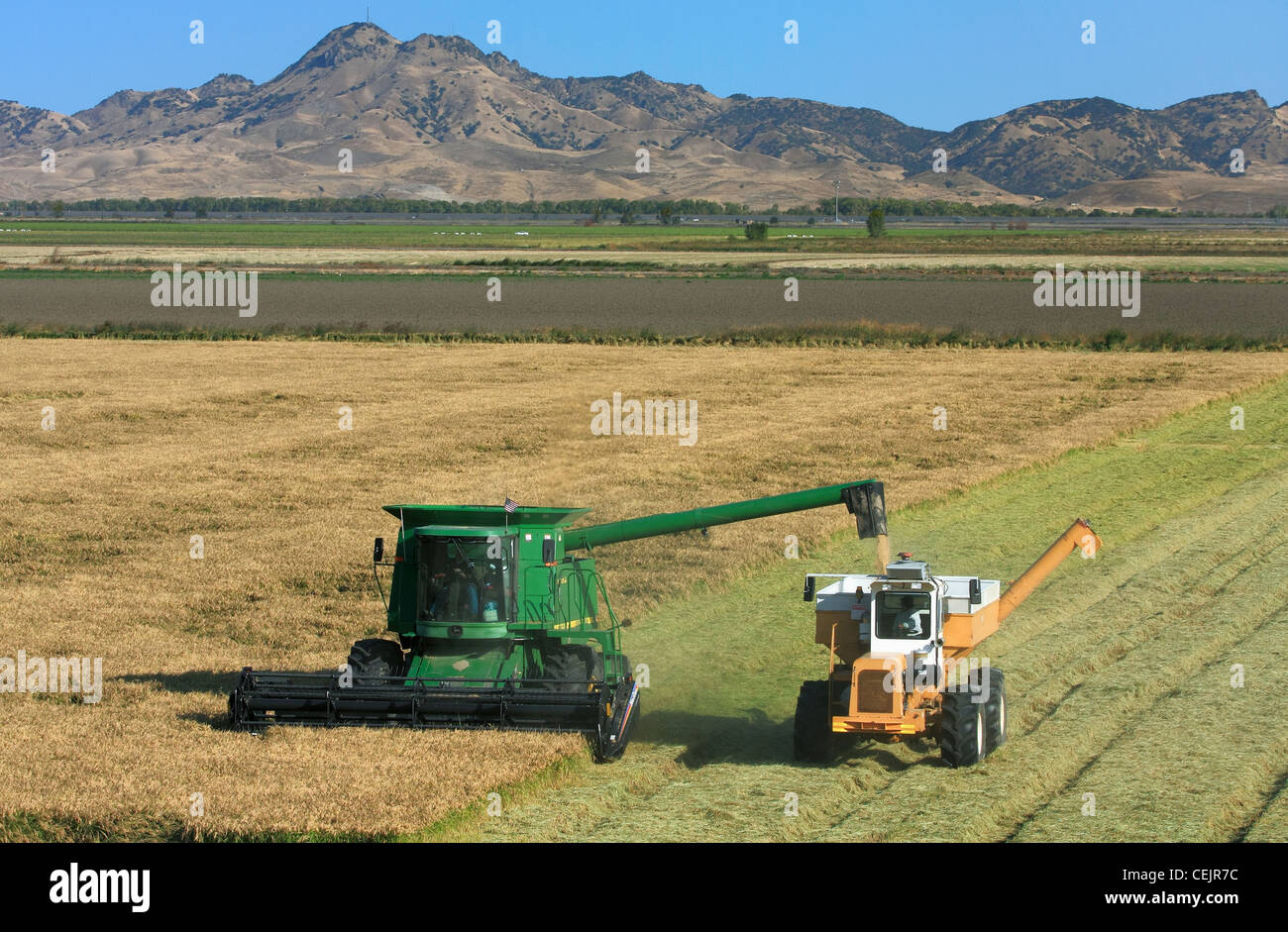 Una mietitrebbia John Deere raccolti di riso maturo e si scarica in un carro bankout "on-the-go", con il Sutter Buttes in background Foto Stock