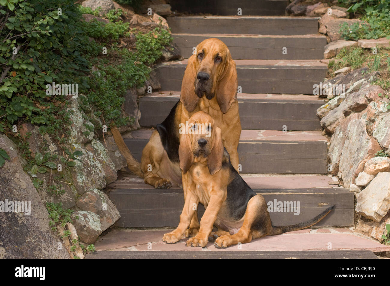 Bloodhound e adulto cucciolo seduti insieme sulle scale Foto Stock