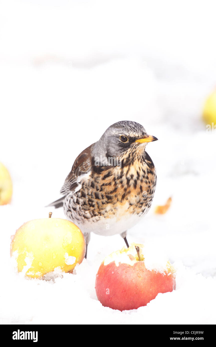 Fildfare in inverno meleto, England, Regno Unito Foto Stock