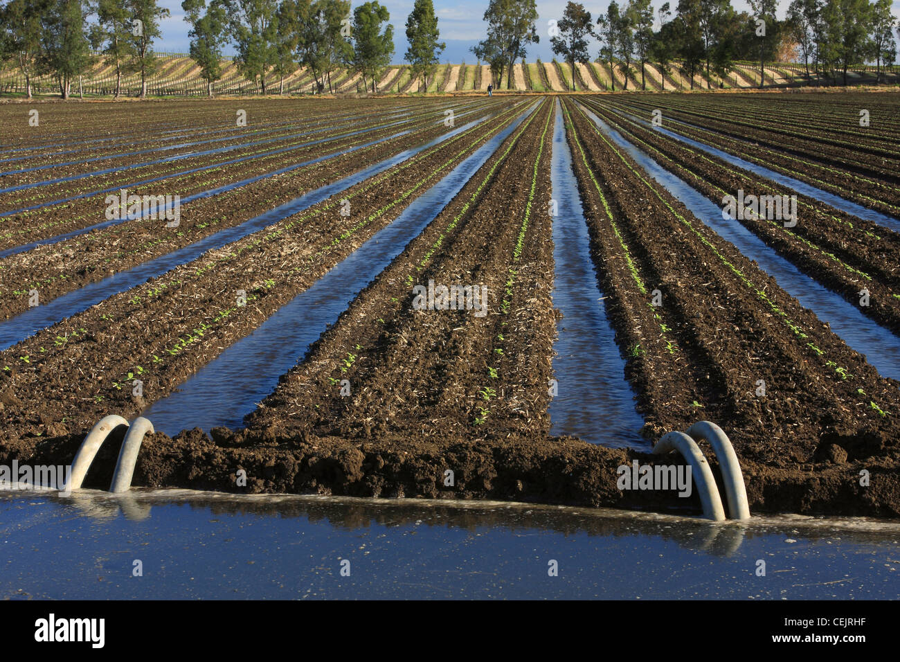 Campo di girasoli piantina essendo solco irrigato. Tubi di sifone il trasferimento di acqua dal fosso di irrigazione a solchi. Foto Stock