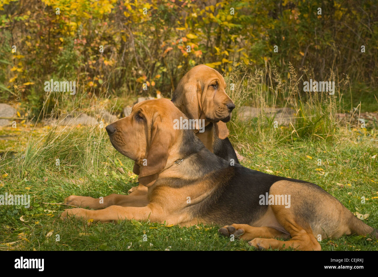 Bloodhound e adulto cucciolo insieme Foto Stock