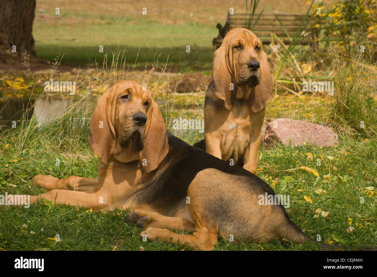 Bloodhound e adulto cucciolo insieme Foto Stock