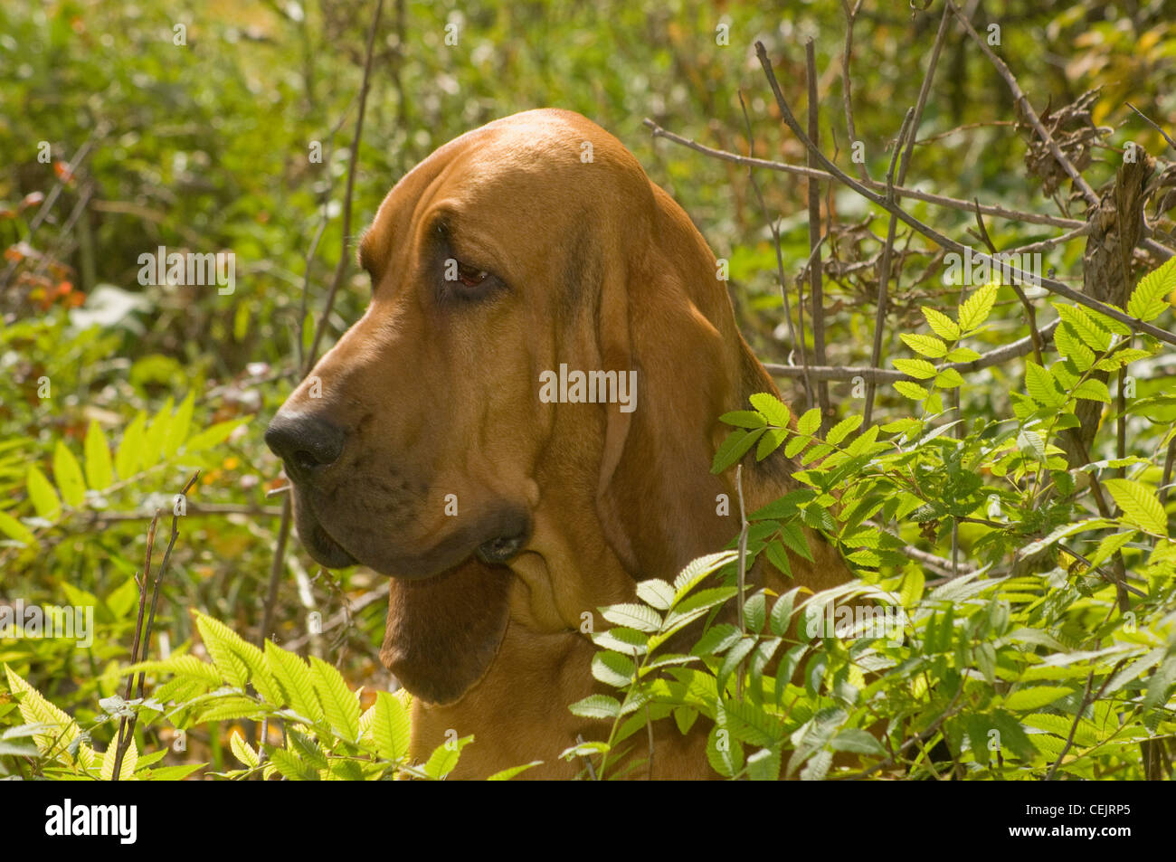 Bloodhound-colpo alla testa del cucciolo Foto Stock