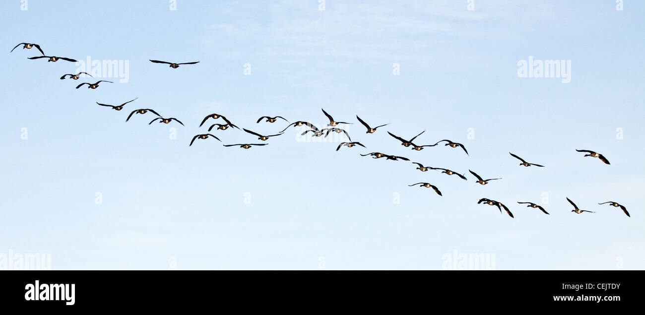 Oche selvatiche in volo overcliff tuos lungo un robusto Pembrokeshire costa ovest di Marloes Pembrokeshire Coast National Park (Compit Foto Stock