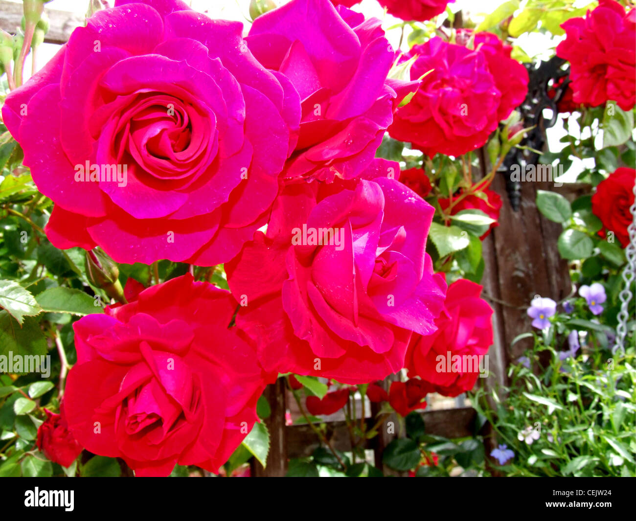 Climbing rose rosse che crescono su un traliccio in un giardino Foto Stock