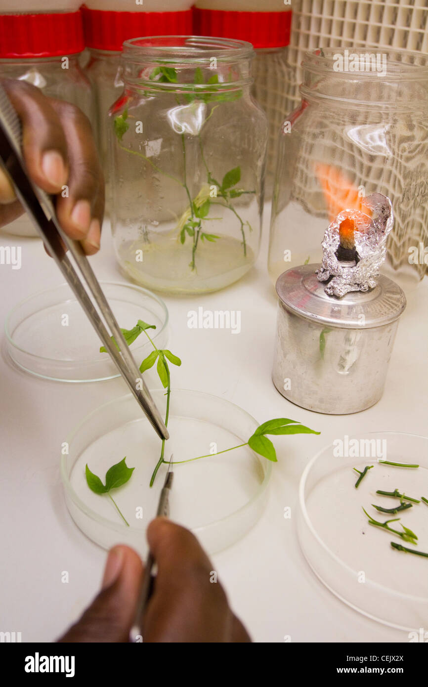 Impianto di cassava la clonazione Foto Stock
