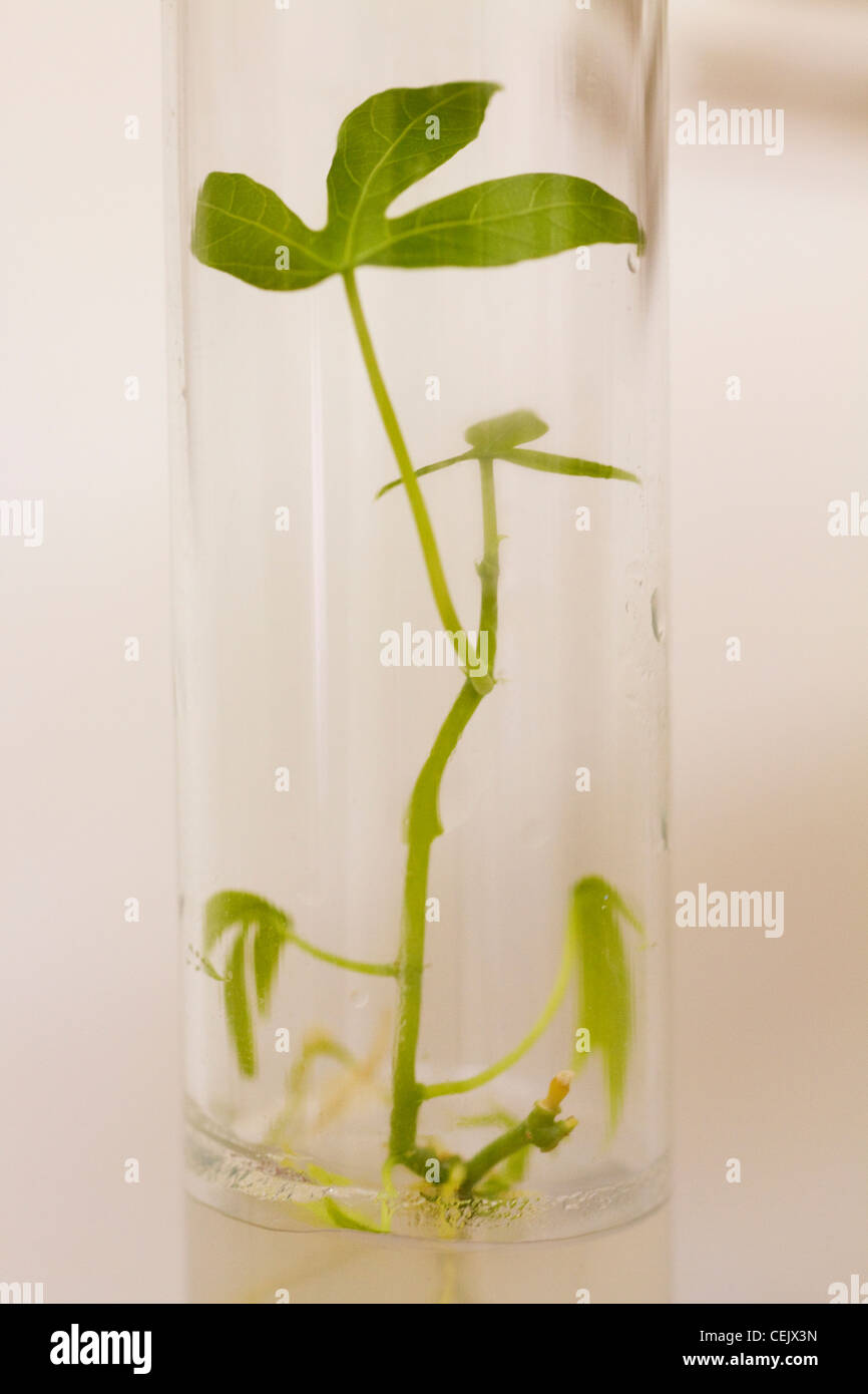 Impianto di manioca di clonazione in laboratorio africana Foto Stock