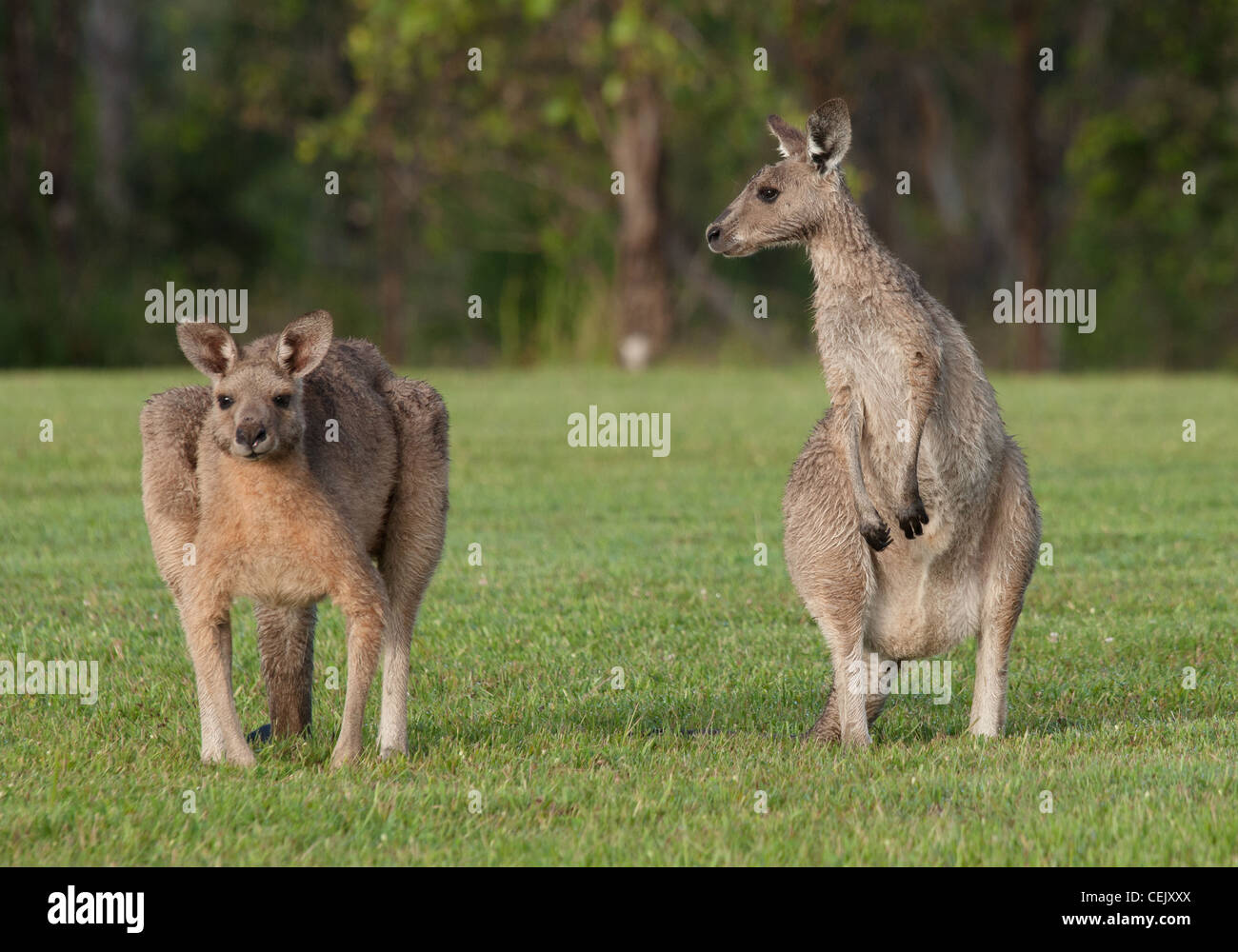 Australia orientale i canguri grigio sull'erba Foto Stock
