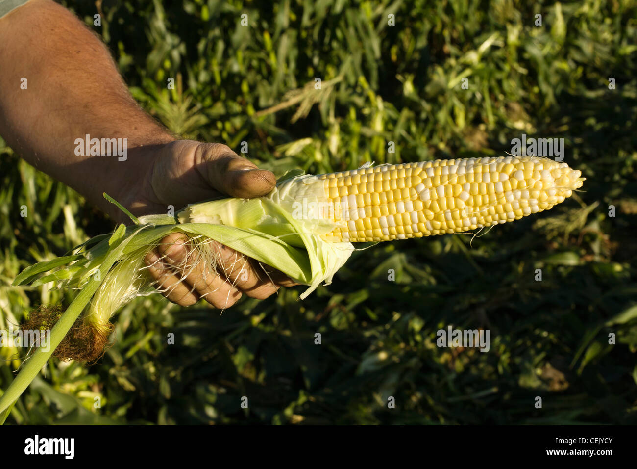 Gli agricoltori una mano trattiene un orecchio di coppia bi-color mais dolce con la lolla rimosso presso una famiglia locale produrre fattoria / Rhode Island. Foto Stock