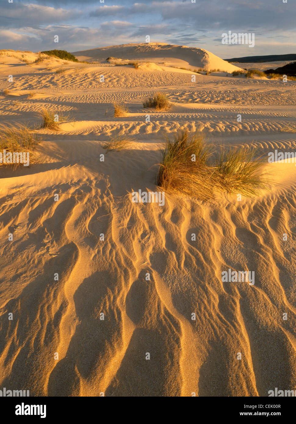 Alba sulle dune di sabbia Discovery Bay Parco Costiero Victoria Australia Foto Stock