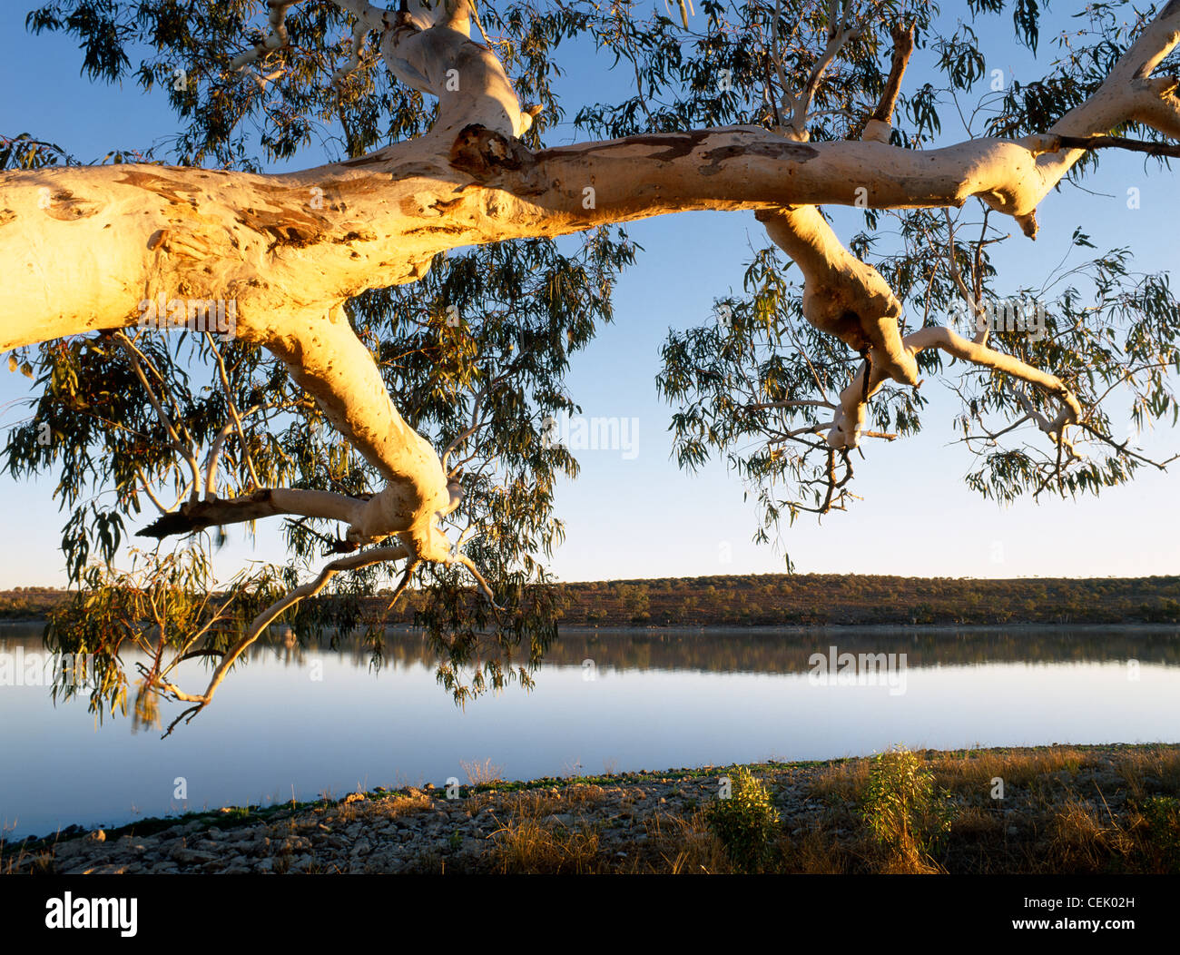 Un fiume gomma rossa che si affaccia su lago di Peery presso sunrise in Paroo-Darling Parco Nazionale del Nuovo Galles del Sud Australia Foto Stock