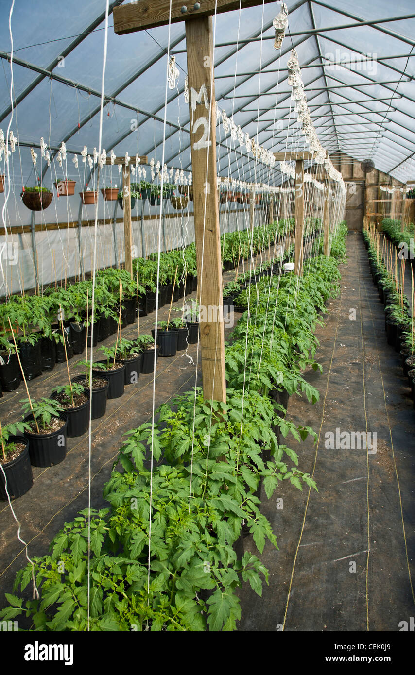 Una serra con il mercato dei prodotti freschi di piante di pomodoro in vari stadi di crescita sostenuta da uno spago e un sistema di cavi in corrispondenza di una azienda agricola di famiglia. Foto Stock