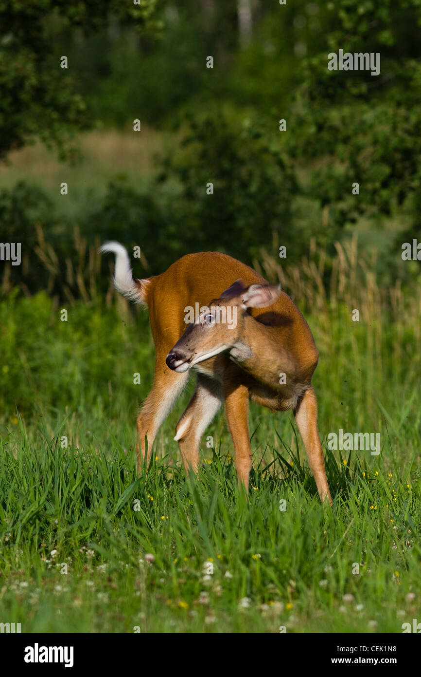 White-tailed doe infastiditi da insetti Foto Stock