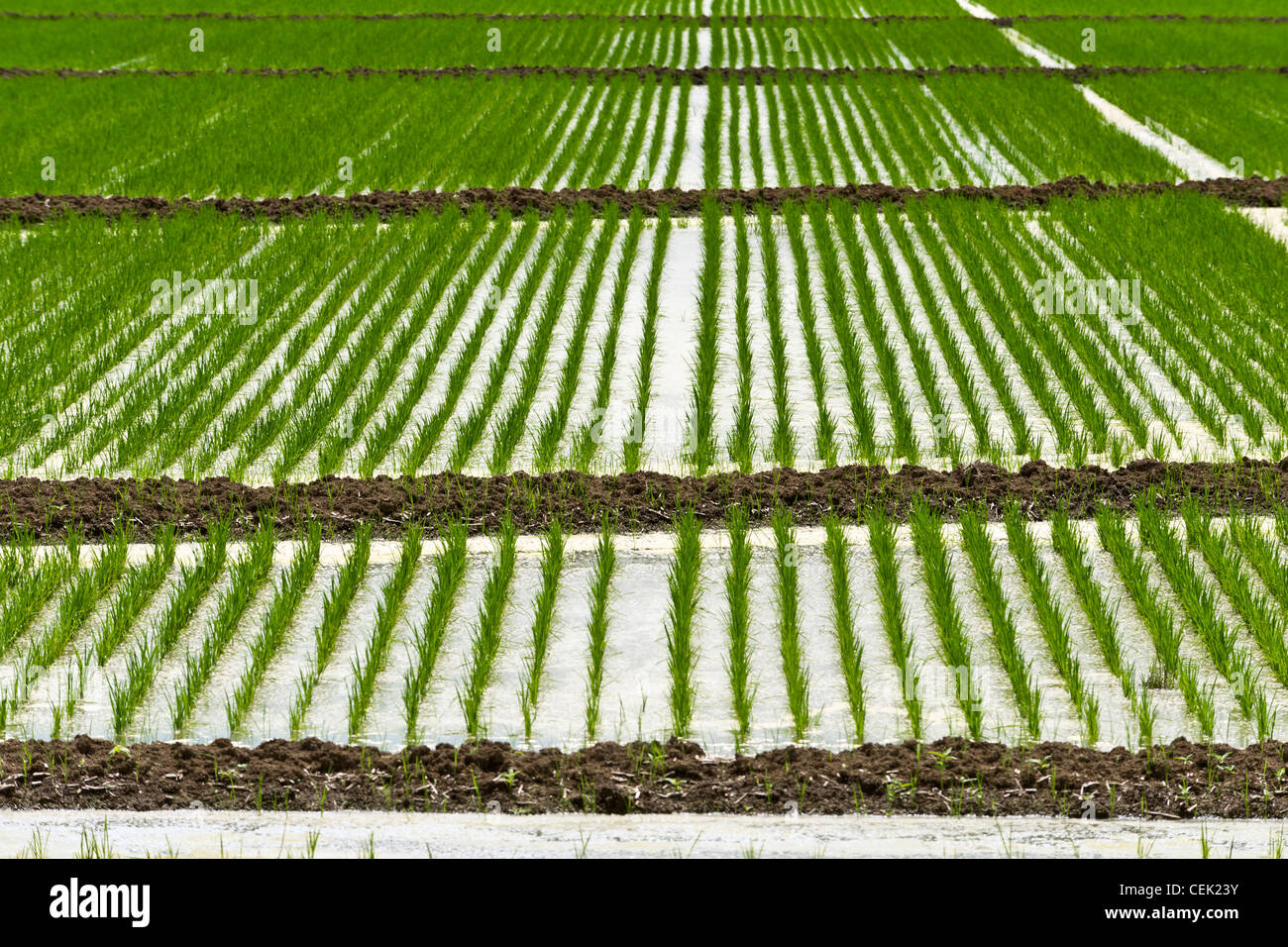 Campo inondato di pianticelle di riso. Inondazioni piantina di riso aiuta a controllare le infestanti e la concorrenza da parte delle erbe / Arkansas, Stati Uniti d'America. Foto Stock