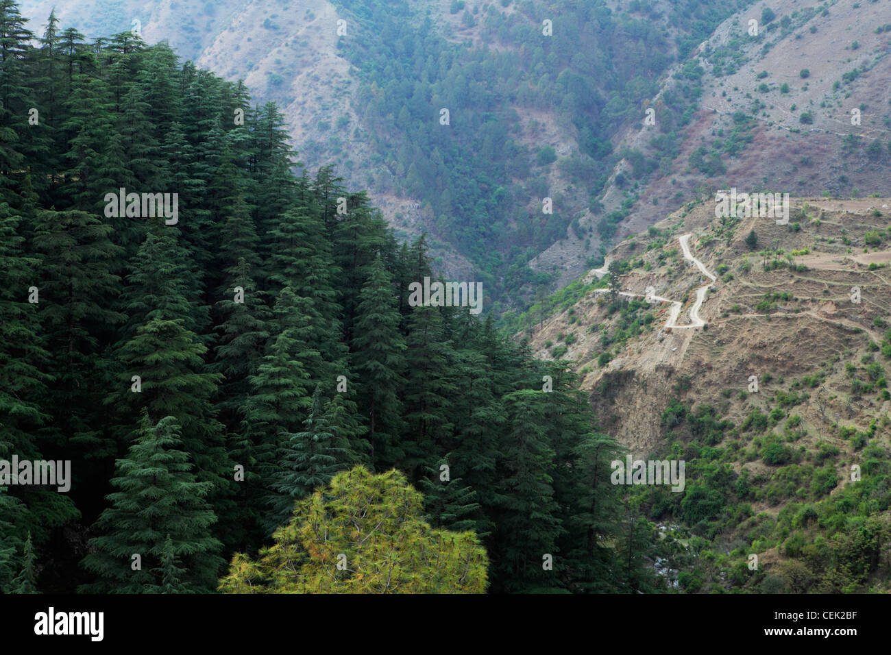 Il foothills dell'Himalaya, India Foto Stock