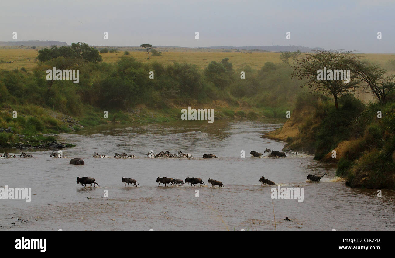 Gnu annuale migrazione in Masai Mara, Kenya, Africa Foto Stock
