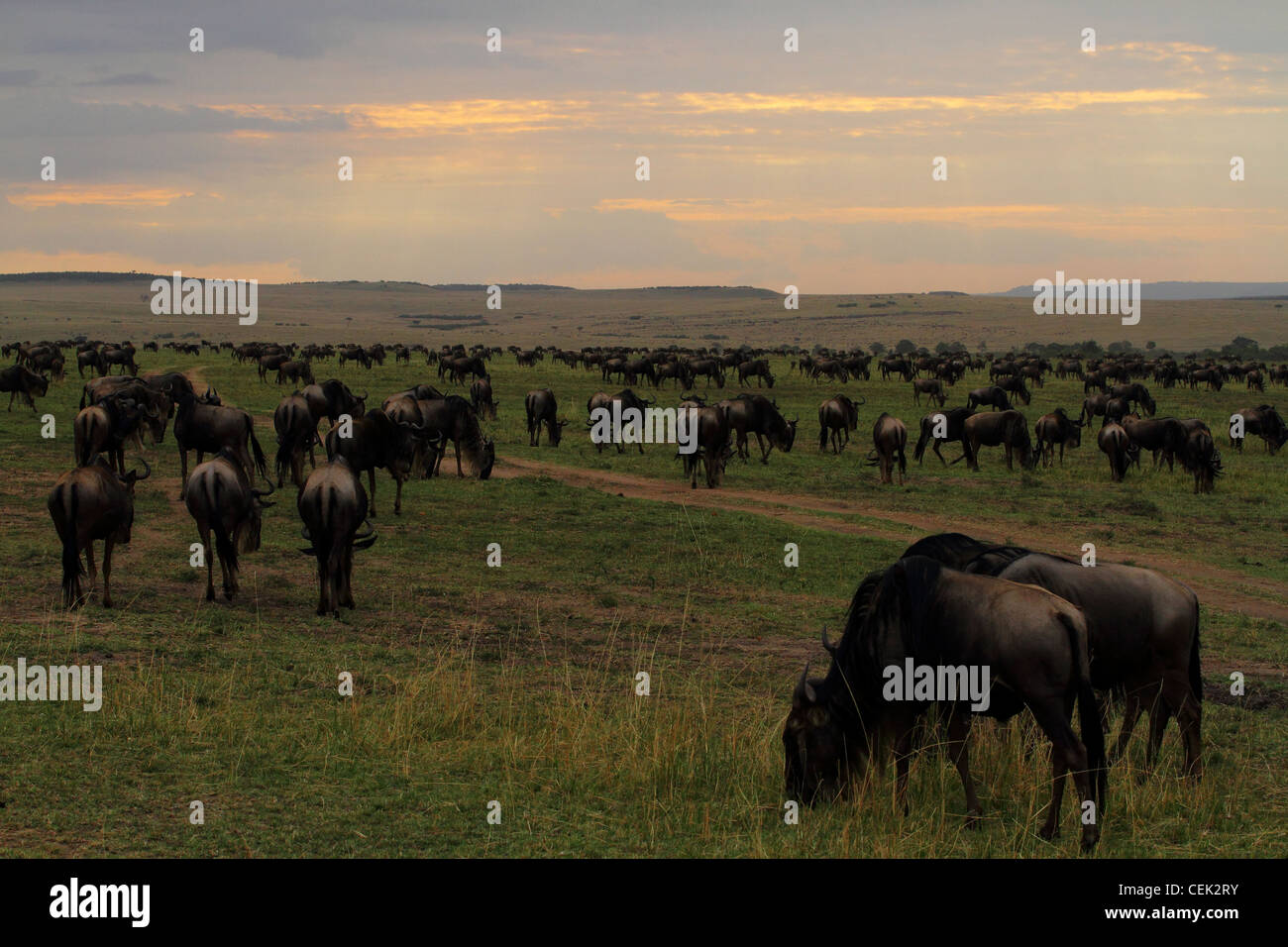 Gnu annuale migrazione in Masai Mara, Kenya, Africa Foto Stock