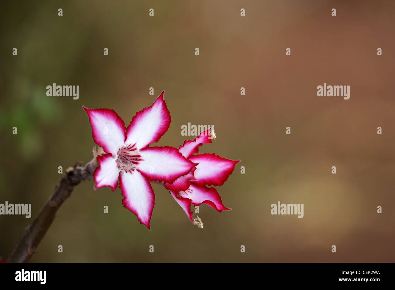 Fiori colorati di un Impala lily (Adenium multiflorum) - un raro e piante provenienti dal Sud Africa Foto Stock