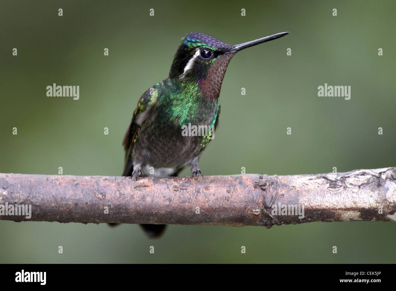 Purple-throated Mountaingem maschio - Lampornis calolaemus Foto Stock