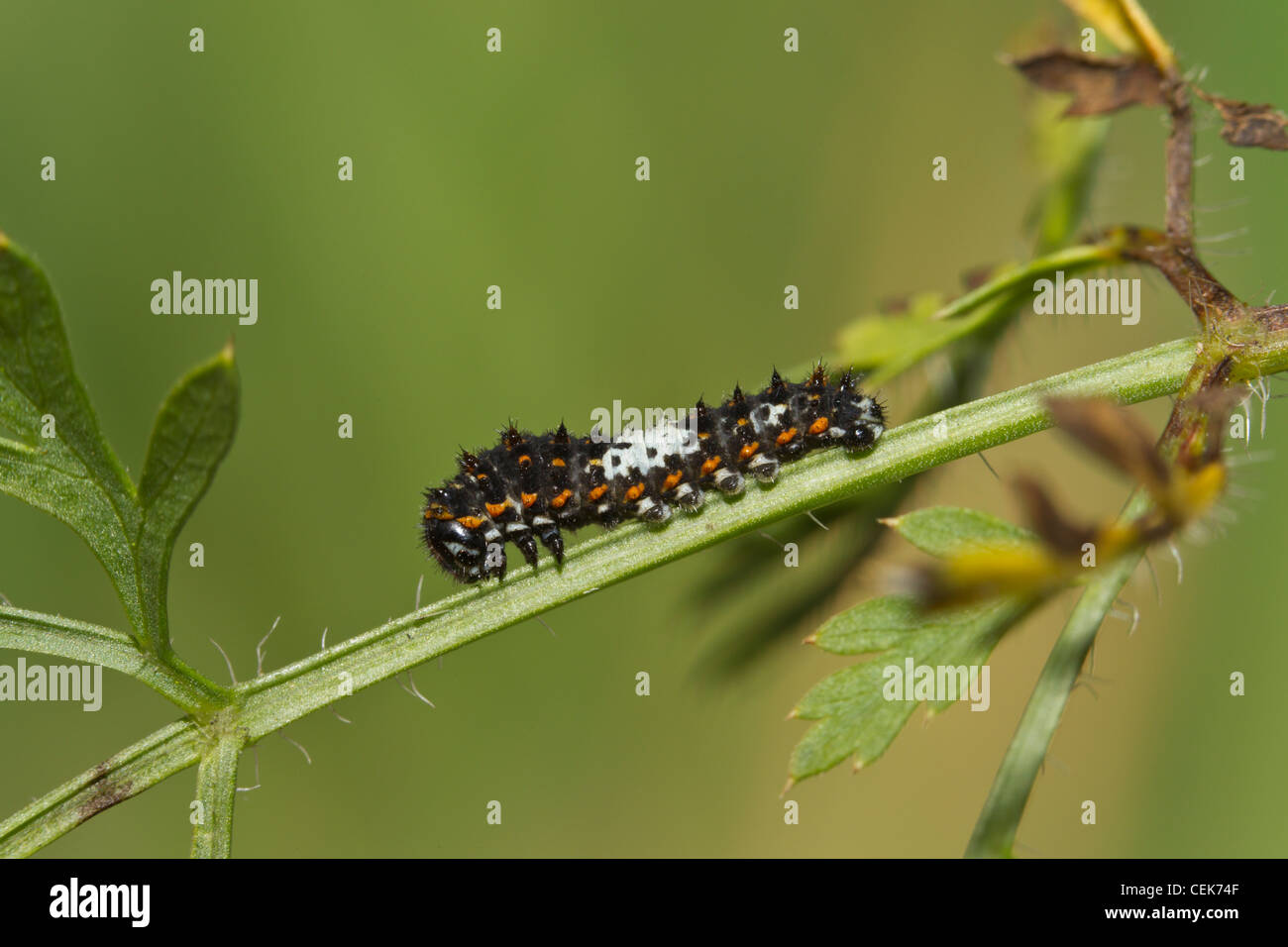 Schwalbenschwanz Raupe, Papilio machaon, Vecchio Mondo caterpillar a coda di rondine Foto Stock