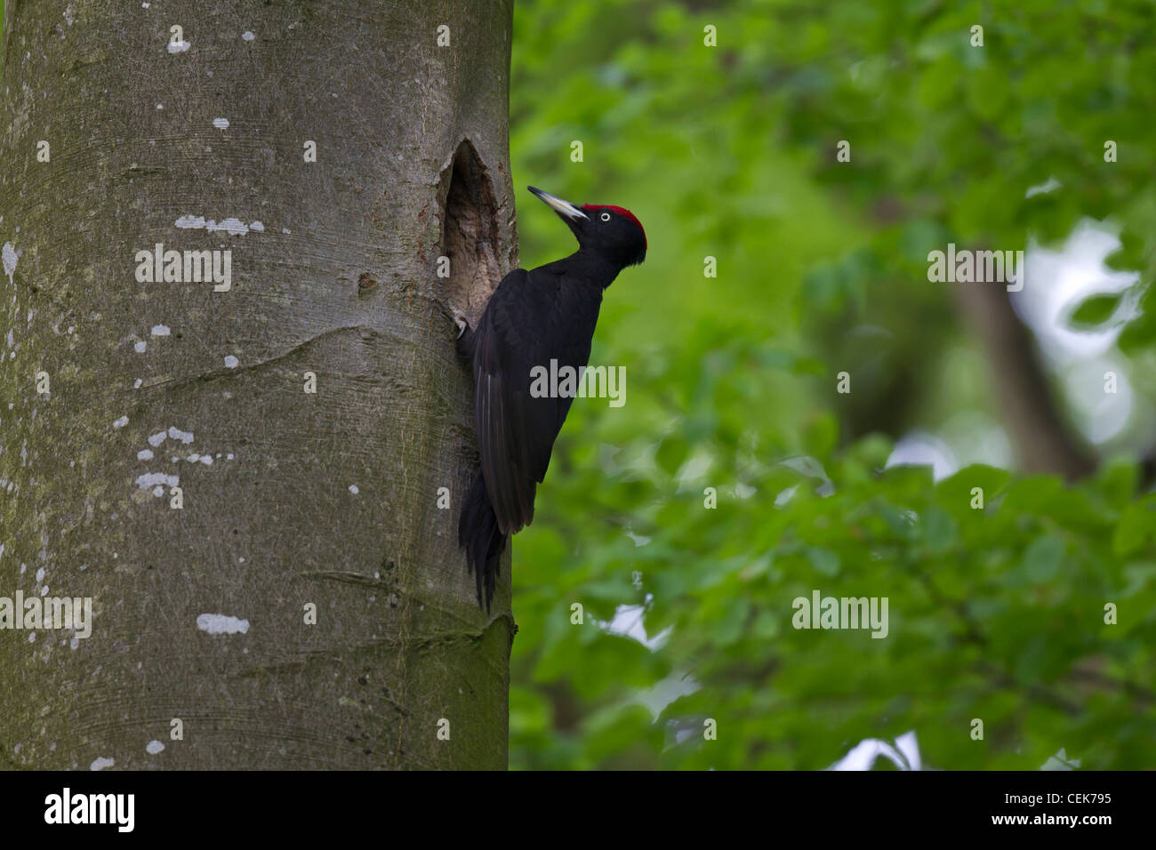 Schwarzspecht, Dryocopus martius, picchio nero Foto Stock