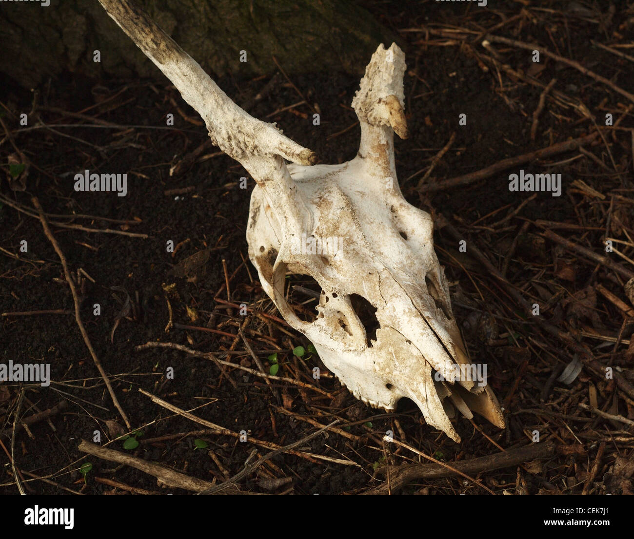 Cranio di cervo nel bosco Foto Stock