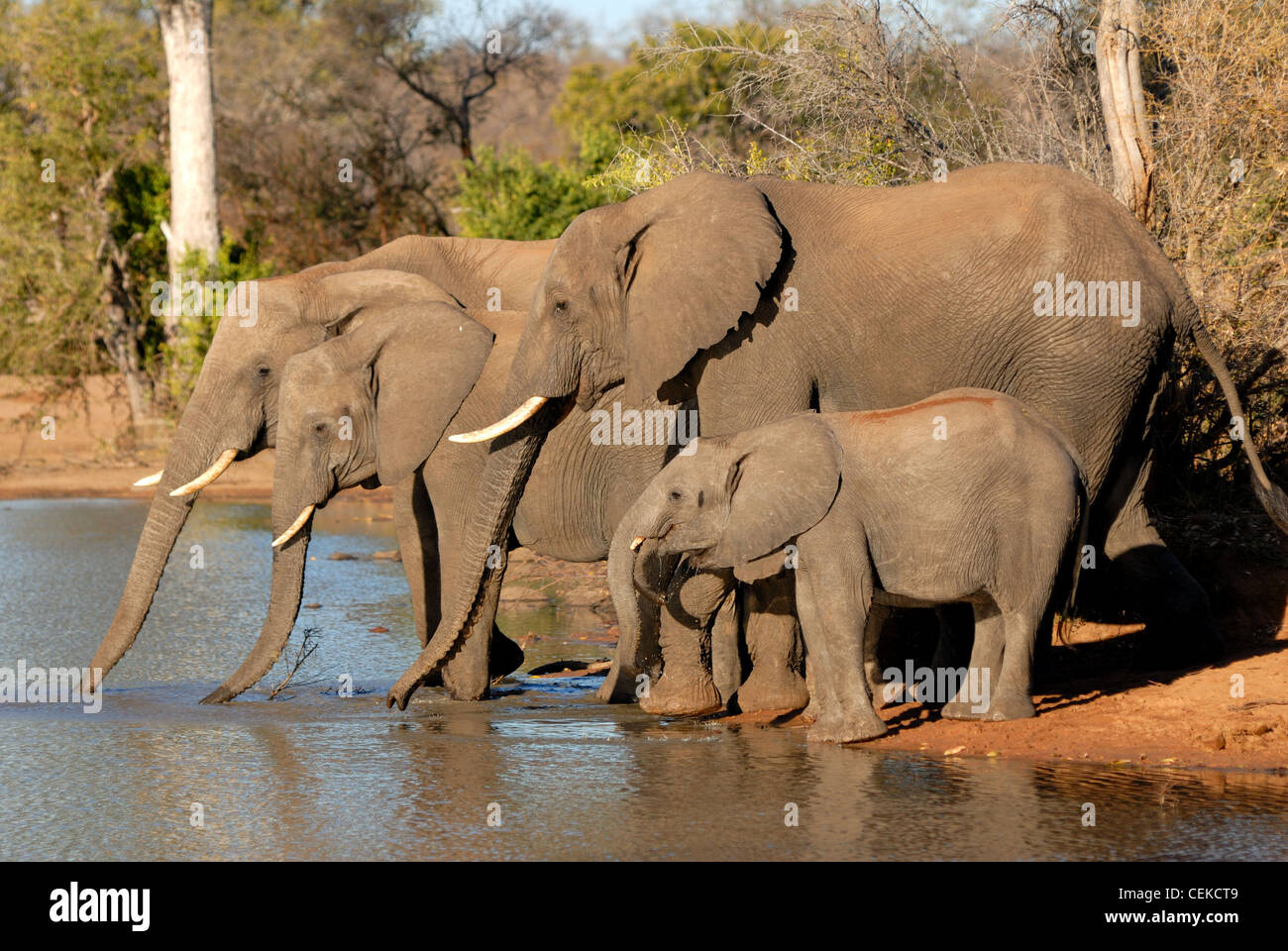 Elefante africano Foto Stock