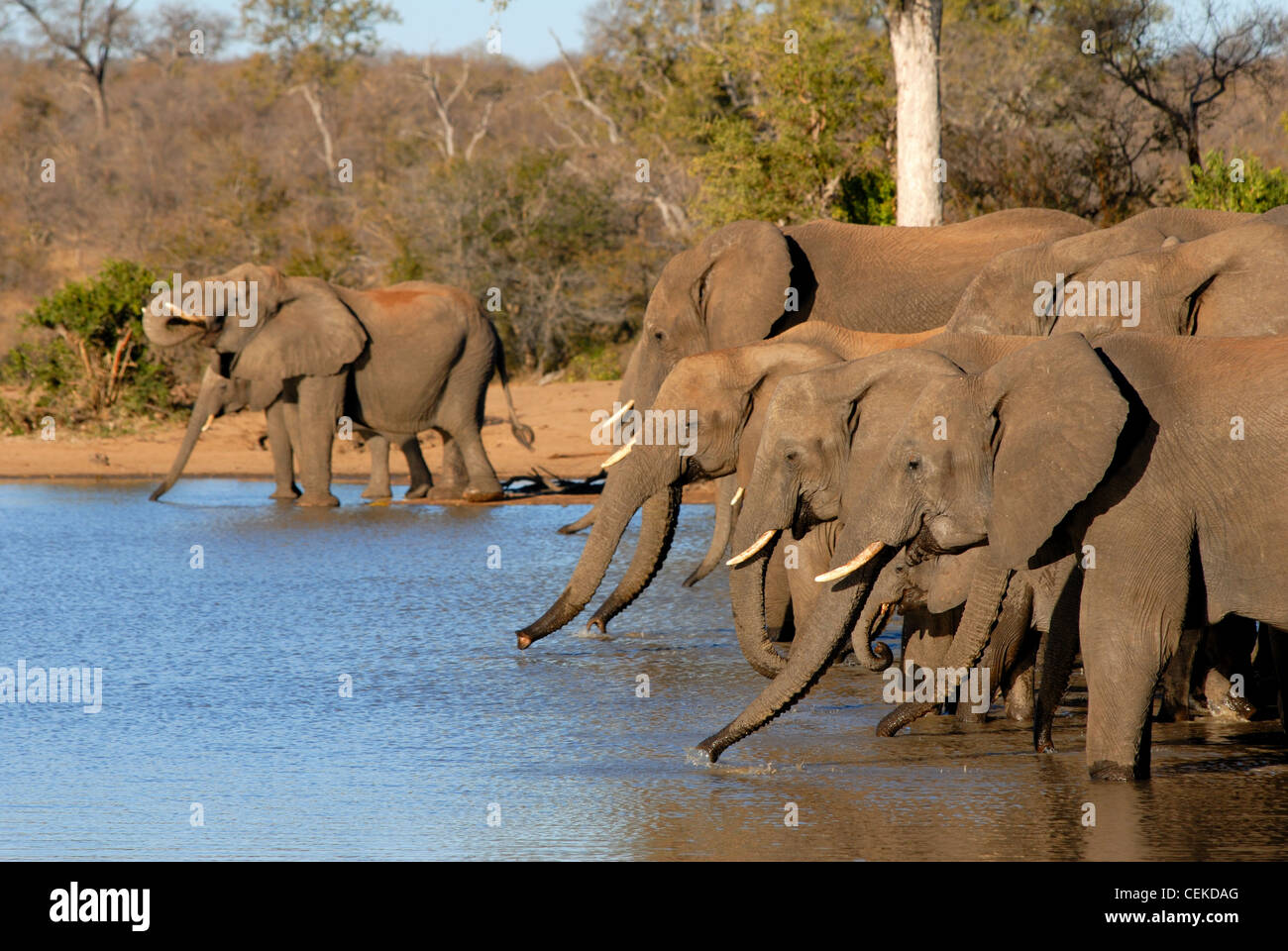 Elefante africano Foto Stock