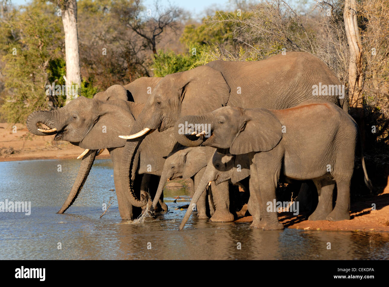Elefante africano Foto Stock