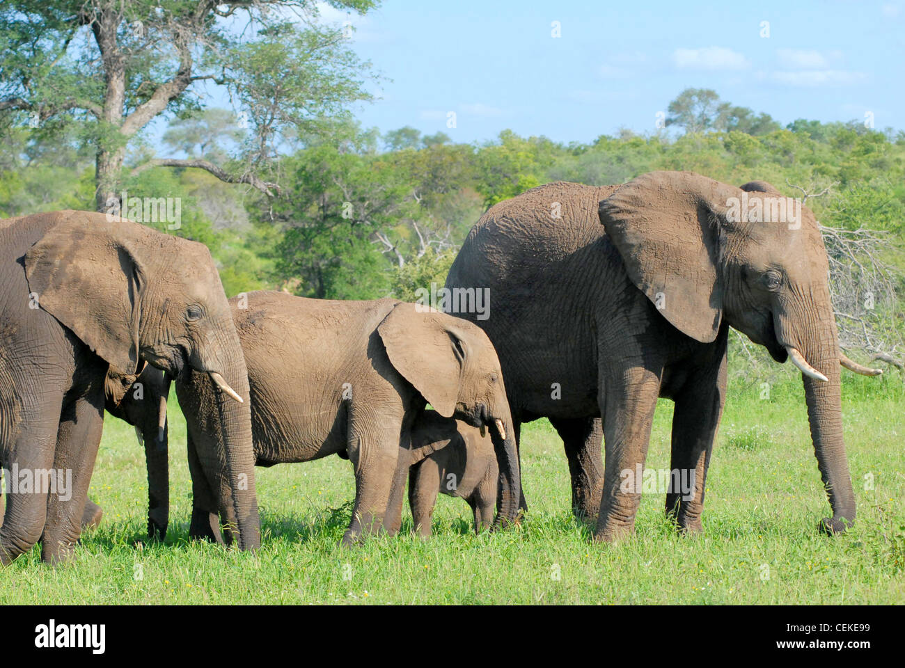 Elefante africano Foto Stock