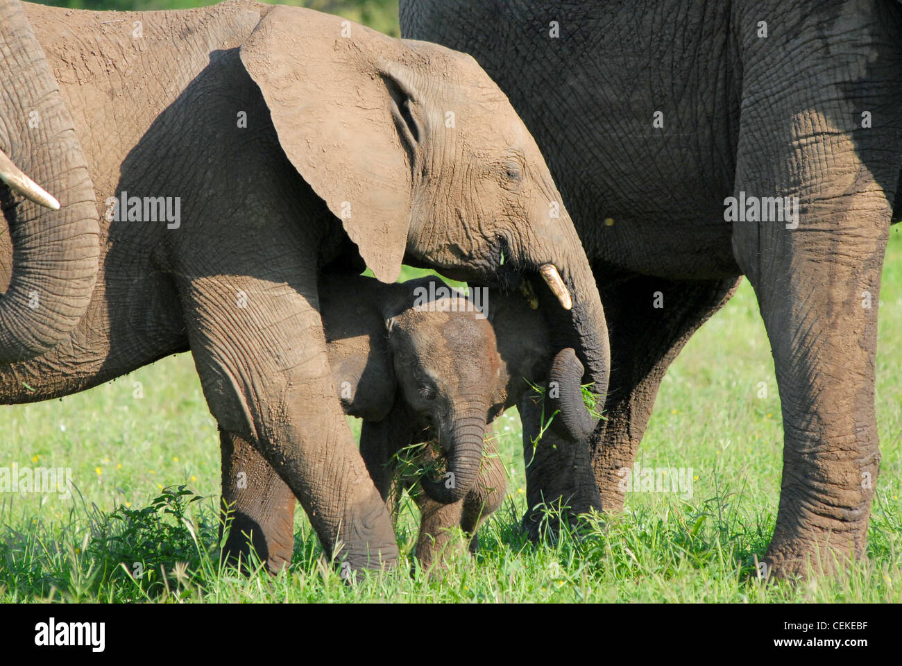 Elefante africano Foto Stock