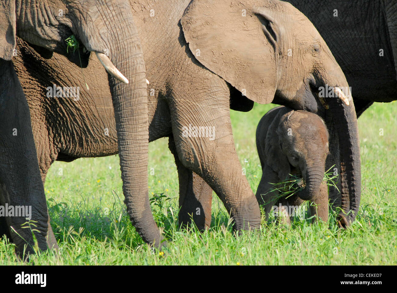 Elefante africano Foto Stock
