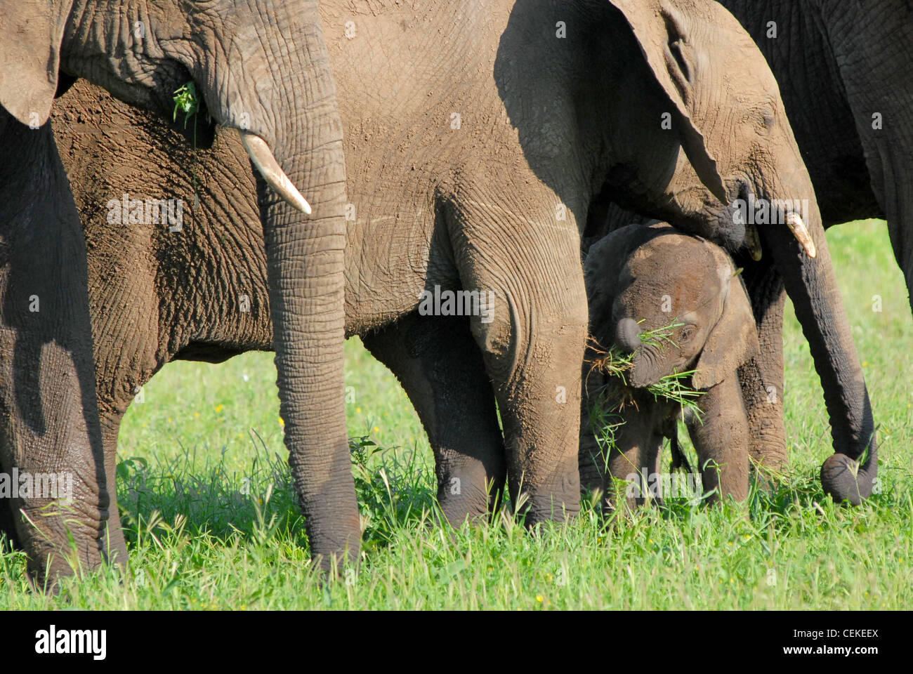 Elefante africano Foto Stock
