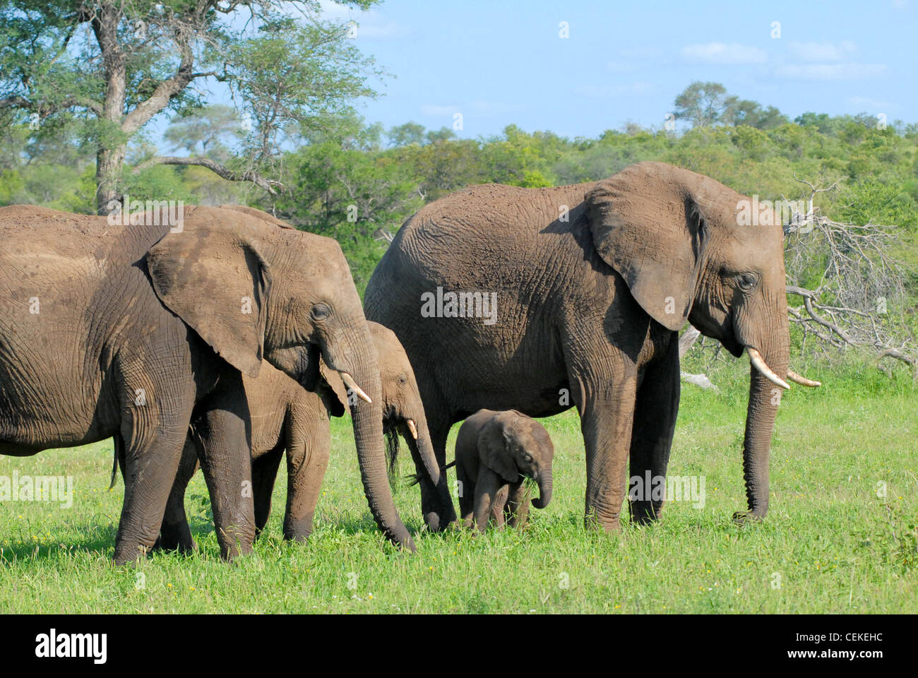 Elefante africano Foto Stock