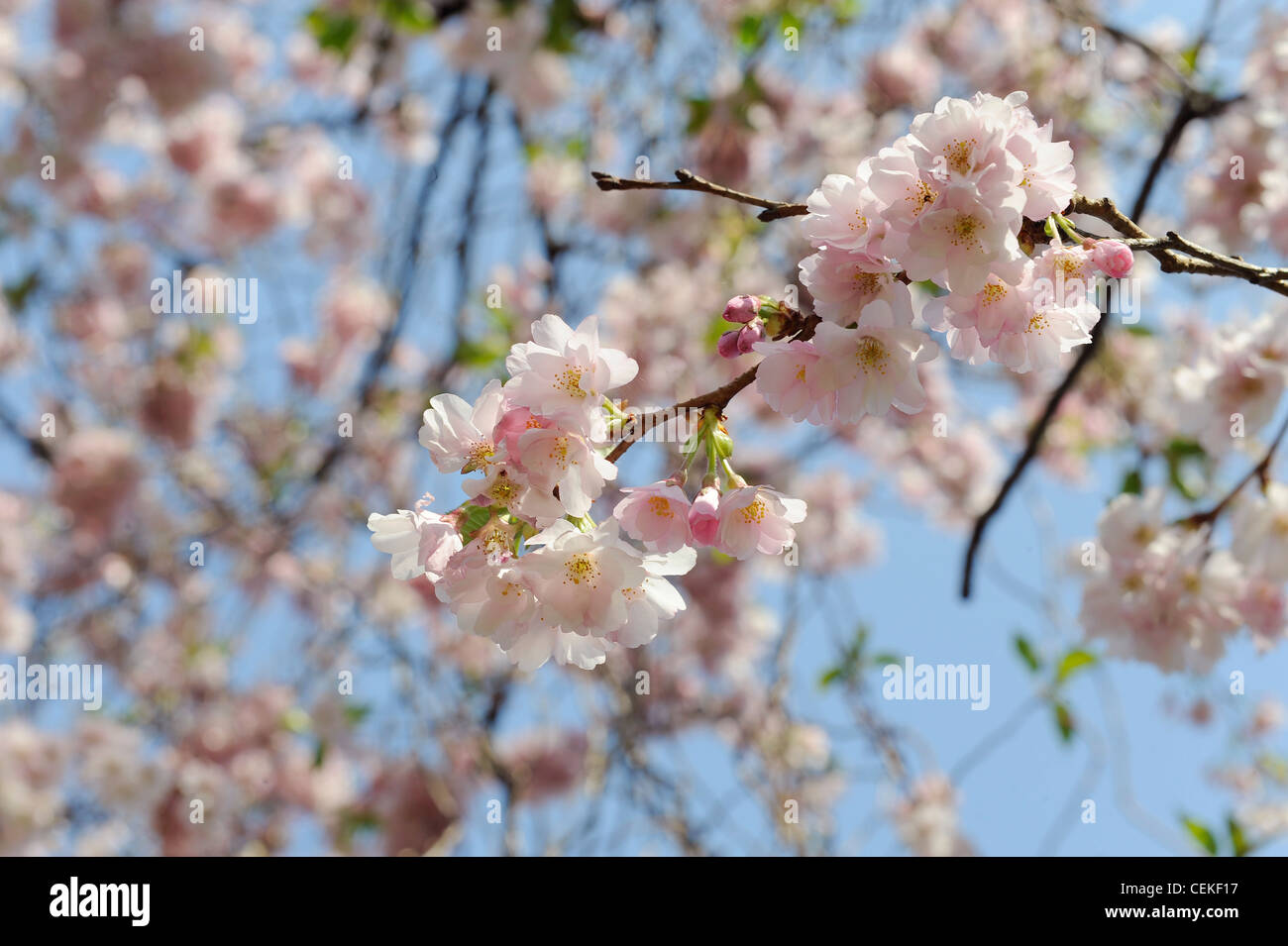 Pink apple blossom ad albero Foto Stock