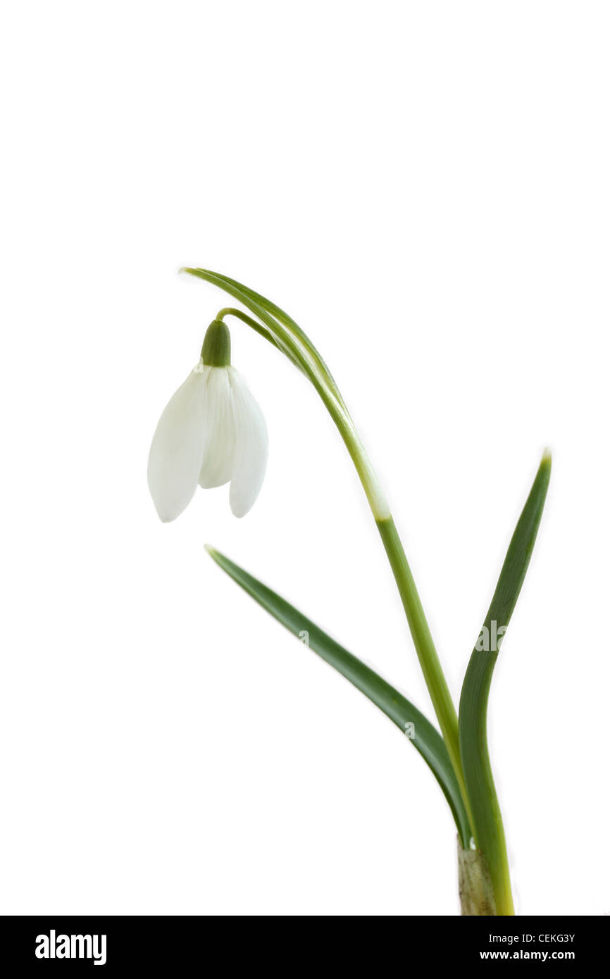 Tagliare al di fuori di un Snowdrop Galanthus nivalis (può essere un ibrido coltivato) Foto Stock